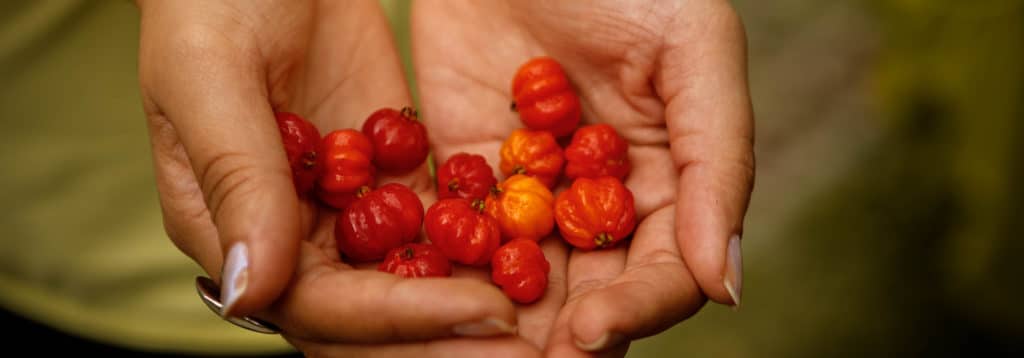 Vegetarianismo e Yoga: uma relação de consciência